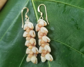 Shell Earrings Kauai Kahelelani Shell Earrings Hawaiian Momi Shell Earrings Momi Shells Kahelelani Shells Kauai Momi Beach Shells Rare Shell