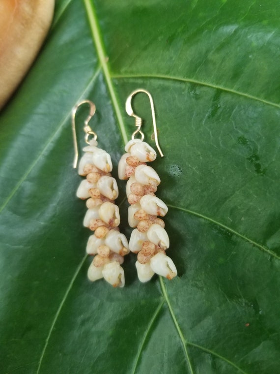 Shell Earrings Kauai Kahelelani Shell Earrings Hawaiian Momi Shell Earrings Momi Shells Kahelelani Shells Kauai Momi Beach Shells Rare Shell