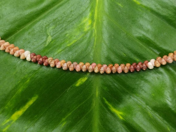 Rare Kahelelani Shell Lei Necklace from Kauai, Hawaii – 21.5' Inch, 14kt Gold Filled Clasp