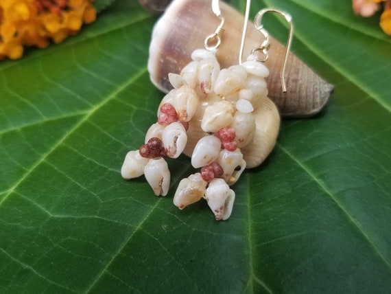 Shell Earrings: Momi Shells, Kahelelani Shells, Puka Shells, 14kt Gold Filled, Kauai Kahelelani Shell Earrings, Hawaiian Earrings