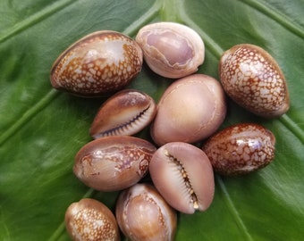 Craft Supplies Hawaiian Cowrie Shells Kauai Cowrie Shells Pacific Ocean Shells Kauai Shells Hawaiian Shells Eco Friendly Collected Seashells