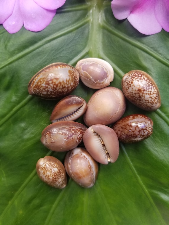 Craft Supplies: Hawaiian Cowrie Shells, Kauai Cowrie Shells, Pacific Ocean Shells Kauai Shells, Hawaiian Shells