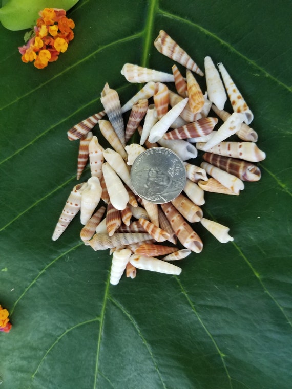 Craft Supplies Hawaiian Auger Shells Kauai Auger Shells Pacific Ocean Shells Kauai Shells Hawaiian Shells Eco Friendly Collected Seashells