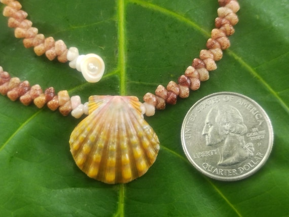 Sunrise Shell Lei: Kauai Kahelelani Shells, Sunrise Shell, Puka Shells, Hawaii Shells Beach Jewelry, Eco-Friendly Collected Rare Shells