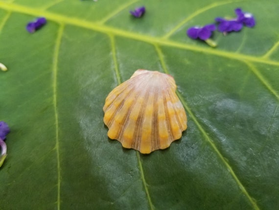 Sunrise Shell Craft Supplies Hawaiian Sunrise Shell Rare Shells Kauai Shells Hawaiian Shell Shell Gift Sunrise Shells Langford Pecten Shell