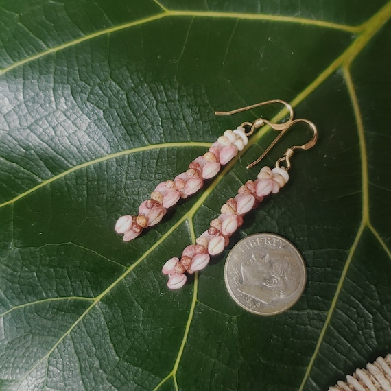 Shell Earrings Kauai Shell Earrings Hawaiian Shell Earring Hawaiian Float Cowrie Shells Momi Shells Kahelelani Shells Kauai Trivia Shells