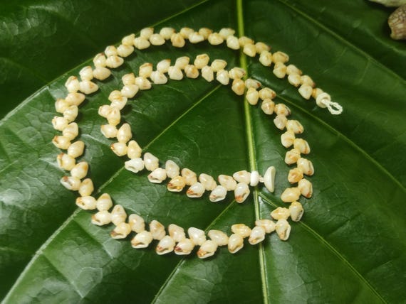 Shell Necklace Kauai Momi Shell Lei Momi Necklace Rare Momi Shell Necklace Traditional Hawaiian Jewelry Art Jewelry Momi Shell Lei