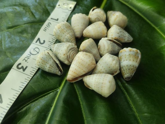 Craft Supplies Hawaiian Abbreviated Cone Shells Kauai Cone Shells Pacific Ocean Shells Kauai Shells Hawaiian Shells Seashells