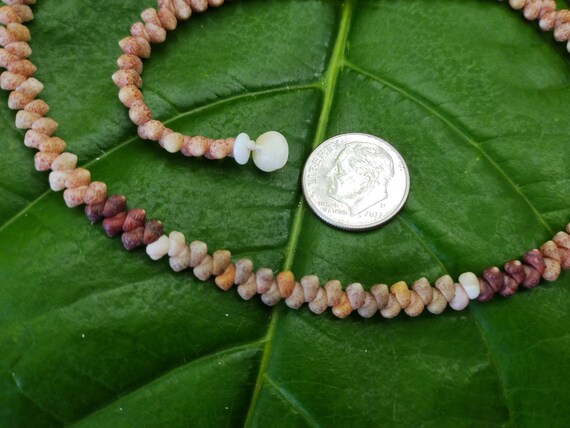 Kahelelani Shell Lei: Kahelelani Shells, Puka Shells, Hawaiian Shell Necklace, Kauai Hawaii Shell Necklace, Beach Necklace, Mermaid Gift