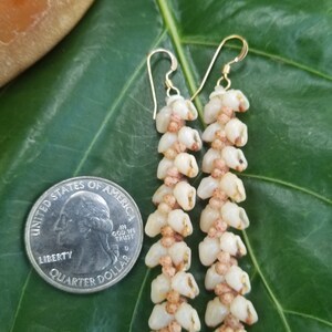 Shell Earrings Kauai Kahelelani Shell Earrings Hawaiian Momi Shell Earrings Momi Shells Kahelelani Shells Kauai Momi Beach Shells Rare Shell image 9