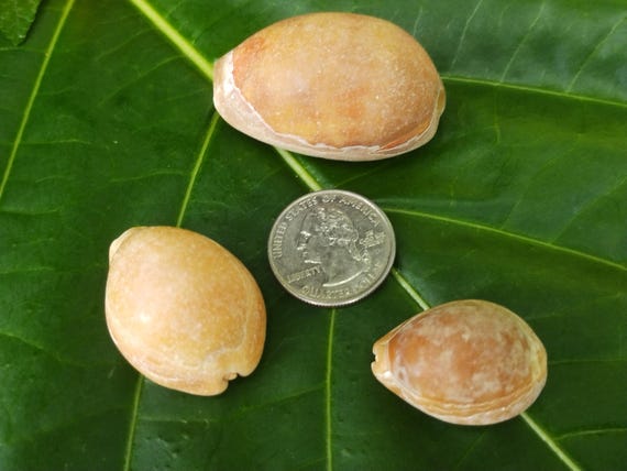 Kauai Brown Cowrie Shells: Rare Shells Pacific Ocean Shells, Kauai Shells, Hawaiian Rare Shells, Eco Friendly Collected Cowrie Shell