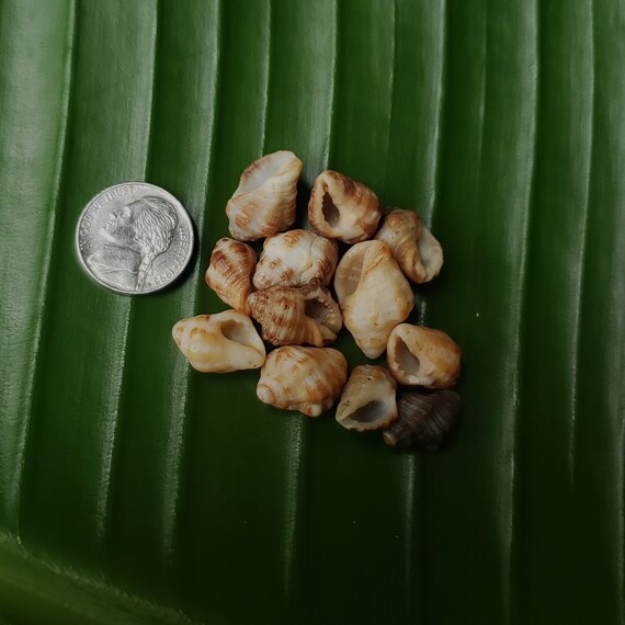 Craft Supplies Hawaiian Drupe Shells Kauai Shells Pacific Ocean Murex Shells Kauai Murex Shell Hawaiian Drupe Seashells Loose Shells