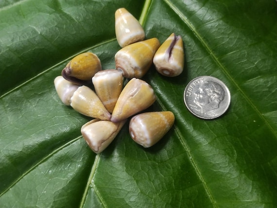 Craft Supplies Hawaiian Cone Shells Kauai Cone Shells Pacific Ocean Shells Kauai Shells Hawaiian Shells Eco Friendly Collected Seashells