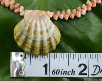 Sunrise Shell Lei: 19.75' inch, Kauai Kahelelani Shells,  14kt Gold Clasp, Langford Pectin Shell,  Kauai Handmade Niihau Shell Necklace
