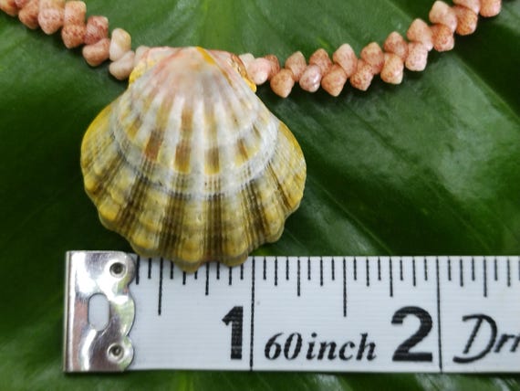Sunrise Shell Lei: 19.75' inch, Kauai Kahelelani Shells,  14kt Gold Clasp, Langford Pectin Shell,  Kauai Handmade Niihau Shell Necklace