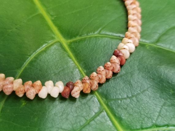 Kahelelani Shell Anklet: Kauai Kahelelani Shells, Puka Shells, Gold Clasp, Classy Hawaiian Beach Jewelry, Kauai Niihau Shells, Rare Shells