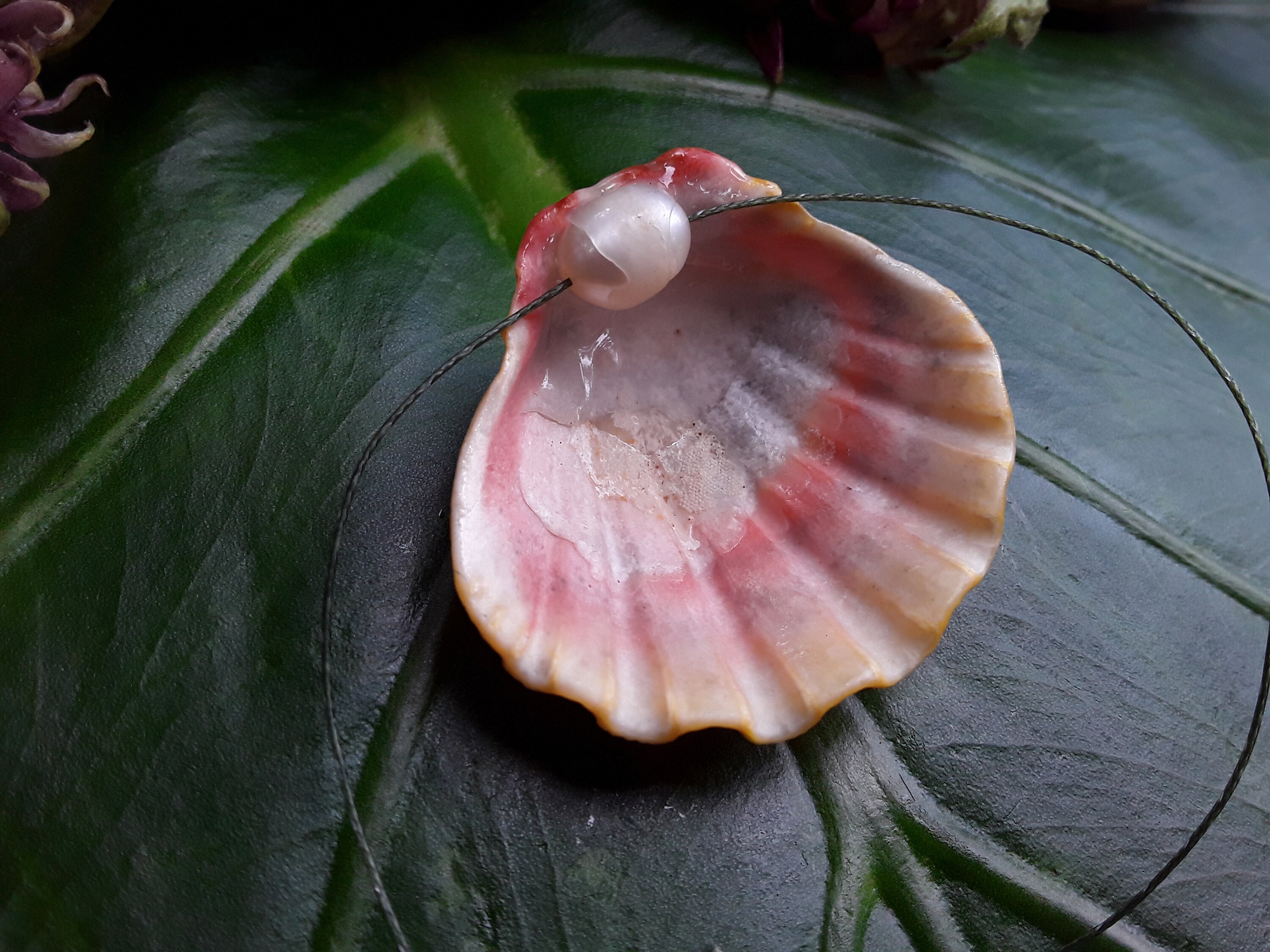 Sunrise Shell Craft Supplies Hawaiian Sunrise Shell Rare Etsy