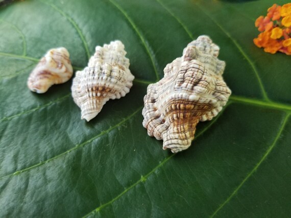 Craft Supplies Hawaiian Nicobar's Triton Shells Kauai Shells Pacific Ocean Shells Kauai Shells Hawaiian Shells Eco Friendly Collected shells