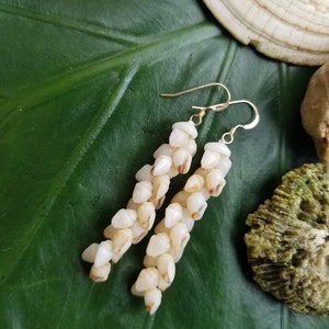 Shell Earrings Kauai Shell Earrings Hawaii Shell Earring Momi Shell Kahelelani Shell Kauai Shell Hawaiian Shell Niihau Earrings Niihau Shell image 4