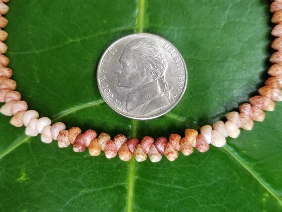 Kahelelani shell Bracelet Sea Shell Bracelet Kauai Shell Jewelry Eco Friendly Natural Shell Bracelet Kauai Kahelelani Shells Hawaiian Shells