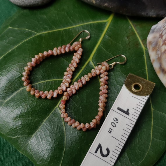 Kahelelani Shell Hoop Earrings: Kahelelani Shells, Sundail Shells, 14kt Gold Filled Earring Wires, Authentic Kauai Shell Jewelry, Rare Shell