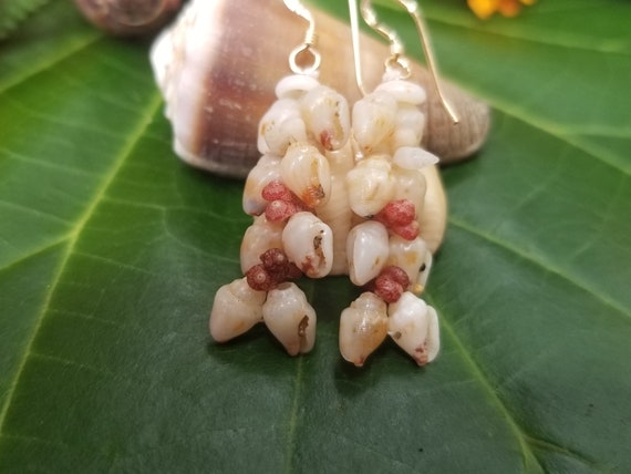 Shell Earrings Kauai Kahelelani Shell Earrings Hawaiian Momi Shell Earrings Momi Shells Kahelelani Shells Kauai Momi Beach Shells Rare Shell