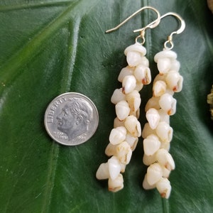 Shell Earrings Kauai Shell Earrings Hawaii Shell Earring Momi Shell Kahelelani Shell Kauai Shell Hawaiian Shell Niihau Earrings Niihau Shell image 3