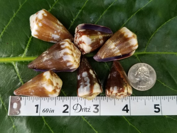 Craft Supplies Hawaiian Rat Cone Shells Kauai Cone Shells Pacific Ocean Shells Kauai Shells Hawaiian Shells Eco Friendly Collected shell