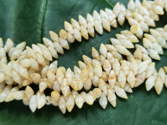 Laiki Shell Lei Kahelelani Necklace Rare Laike Shell Necklace Traditional Hawaiian Jewelry Art Jewelry Momi Shell Lei
