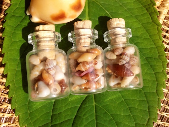 Small Vials Shells Authentic Kauai Shells-Hawaiian Craft Suppies-Eco Friendly Picked- Great For Weddings, Parties, or Decorations.