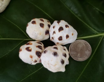 Hawaiian Mulberry Drupe Shells Kauai Shells Pacific Ocean Shells Kauai Drupe Shells Hawaiian Shells Eco Friendly Collected Seashells Drupa