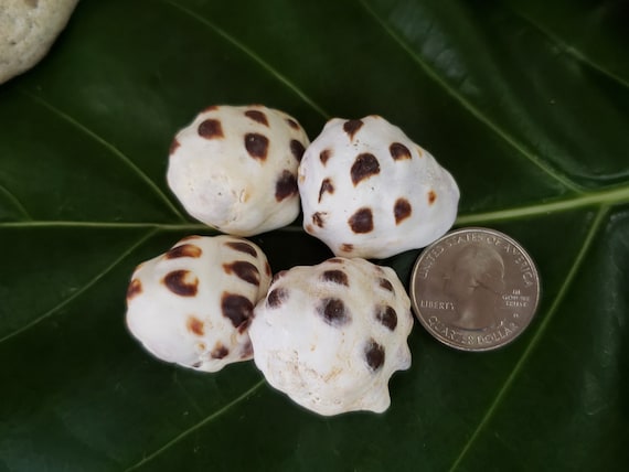 Hawaiian Mulberry Drupe Shells Kauai Shells Pacific Ocean Shells Kauai Drupe Shells Hawaiian Shells Eco Friendly Collected Seashells Drupa
