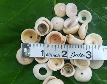 Conchas de puka de Kauai: Conchas de puka sueltas con agujeros