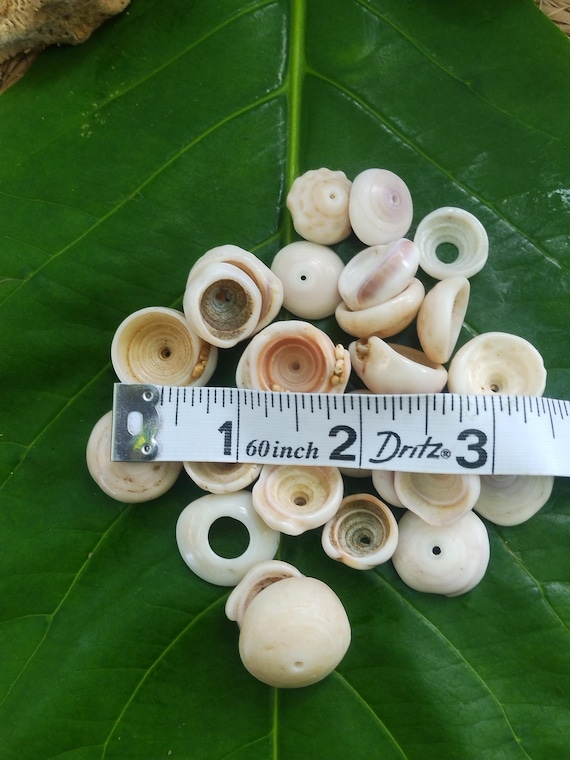 Kauai Puka Shells: Loose Puka Shells with Holes