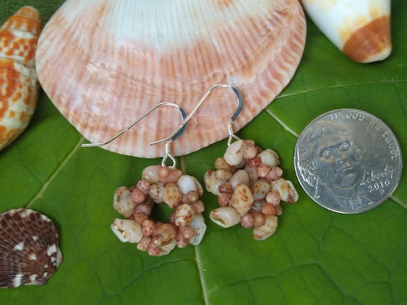 Shell Earrings - Kauai Shell Earrings - Hawaiian Shell Earrings- Hoop Earrings - Rare Momi Kahelelani Shells from Kauai Shell Jewelry Shells