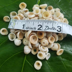 May include: A collection of small, off-white, spiral-shaped seashells with central holes, arranged in a pile. A white Dritz measuring tape is placed across the shells, showing a width of approximately 3 inches for the cluster.