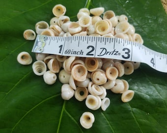 Conchas de puka de Kauai: Conchas de puka sueltas con agujeros