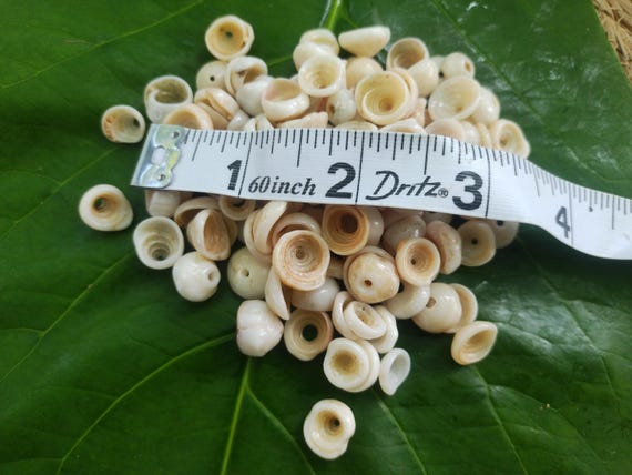 Kauai Puka Shells: Loose Puka Shells with Holes