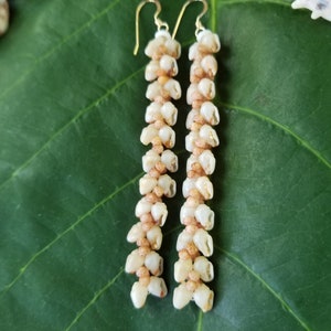 Shell Earrings Kauai Kahelelani Shell Earrings Hawaiian Momi Shell Earrings Momi Shells Kahelelani Shells Kauai Momi Beach Shells Rare Shell image 3