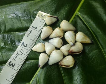 Craft Supplies Hawaiian Cone Shells Kauai Cone Shells Pacific Ocean Shells Kauai Shells Hawaiian Shells Eco Friendly Collected Seashells