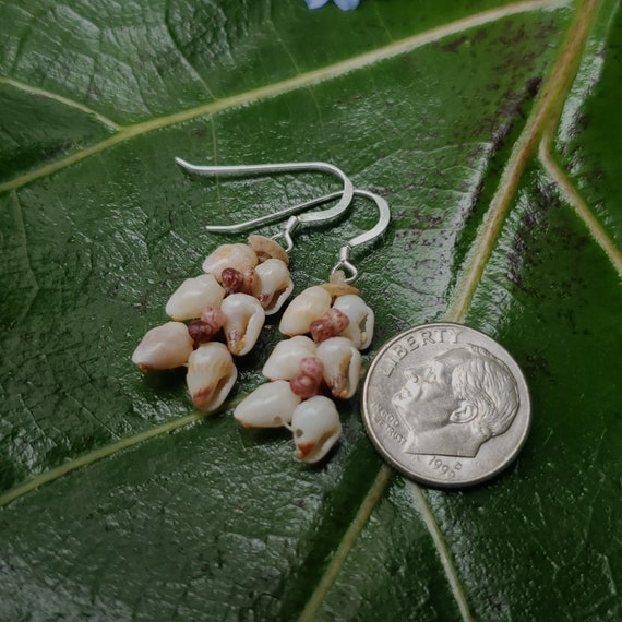 Shell Earrings Kauai Kahelelani Shell Earrings Hawaiian Momi Shell Earrings Momi Shells Kahelelani Shells Kauai Momi Shells Niihau Shell