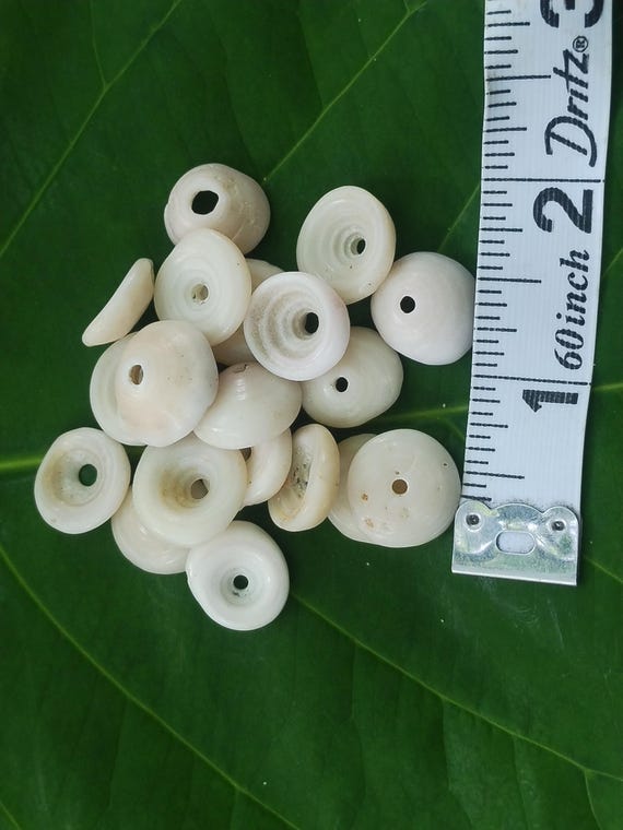 Kauai Puka Shells: Loose Puka Shells with Holes
