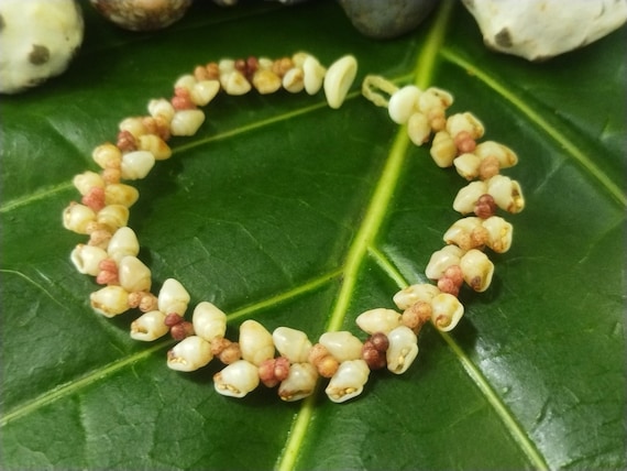 Momi Shell Bracelet Momi Kahelelani Shell Bracelet Hawaiian Shell Jewelry Kauai Eco-Friendly Collected Shells Kauai Shells Rare Shells Aloha