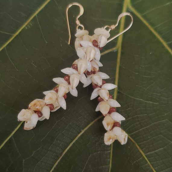 Shell Earrings Kauai Shell Earrings Hawaiian Shell Jewelry Momi Shells Kahelelani Shells Kauai Beach Earrings Shell Jewelry Shells RareShell