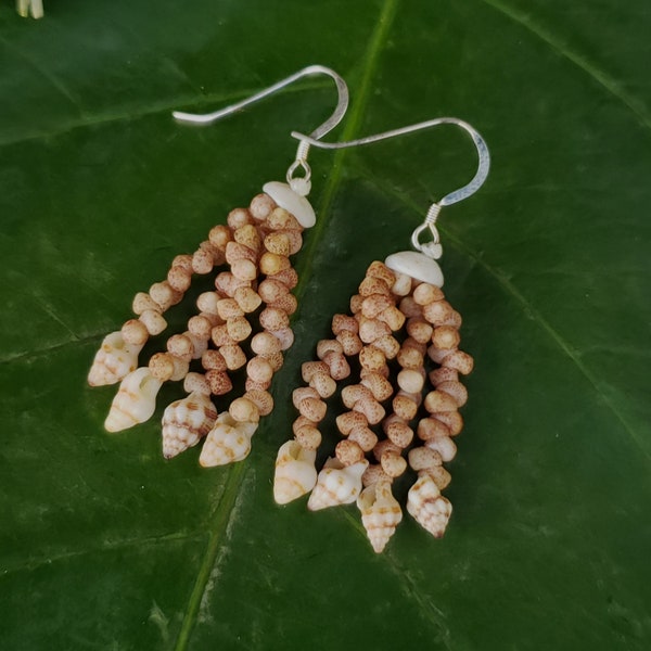 Kahelelani Shells Puka Shell Earrings Rare Hawaiian Shell Jewelry Kauai-Eco Friendly Seashells Island Earrings Beach Seashells Rare Shells