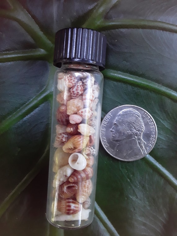 Hawaiian Shells Kauai Shells Hawaiian Craft Suppies Eco Friendly Picked Hawaiian Wedding Gifts Hawaiian Decorations Rare Shells SeaShells