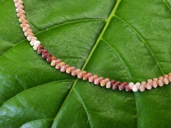 Kahelelani Shell Lei: Kahelelani Shells, Puka Shells, Hawaiian Shell Necklace, Kauai Hawaii Shell Necklace, Beach Necklace, Mermaid Gift