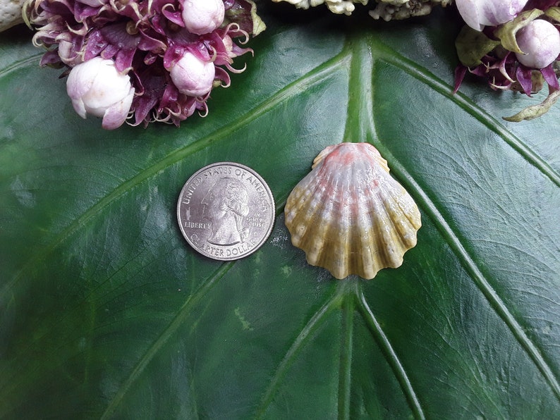 Sunrise Shell Craft Supplies Hawaiian Sunrise Shell Rare Etsy