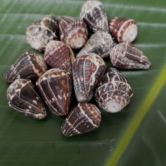 Craft Supplies Hawaiian Chaldean Cone Shells Kauai Cone Shell Pacific Ocean Shells Kauai Shells Hawaiian Shells Eco Friendly Collected shell