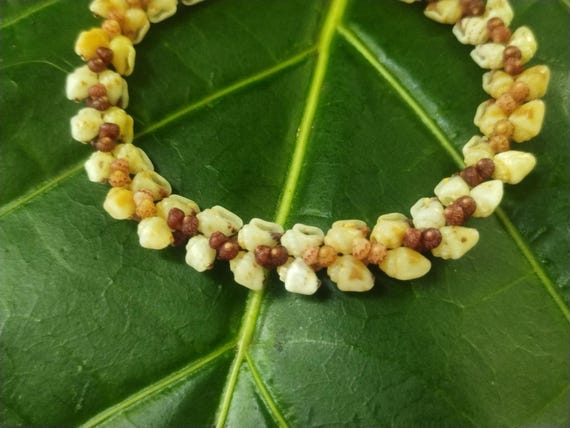 Momi Shell Bracelet Momi Kahelelani Shell Bracelet Hawaiian Shell Jewelry Kauai Eco-Friendly Collected Shells Kauai Shells Rare Shells Aloha